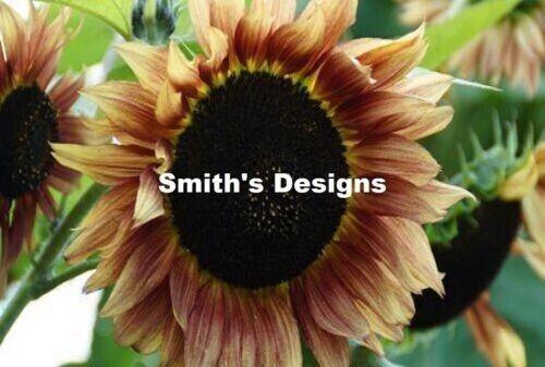 Fresh 50 Seeds Light Brown Sunflowers Huge Planting Sunflower Large Flowers Garden