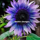 Fresh 50 Seeds Blue/Purple Sunflowers Huge Planting Sunflower Large Flowers Garden