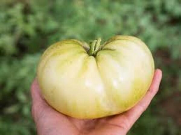 Fresh 50 Seeds White Wonder Beefsteak Tomato Planting Tomatoes Food Garden