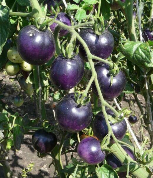 Fresh 50 Seeds American Blue Heirloom Tomato Planting Tomatoes Food Garden