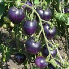Fresh 50 Seeds American Blue Heirloom Tomato Planting Tomatoes Food Garden