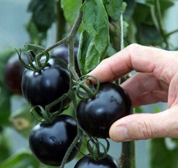 Fresh 50 Seeds Black Heirloom Cherry Tomato Planting Tomatoes Food Unique Garden