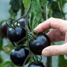 Fresh 50 Seeds Black Heirloom Cherry Tomato Planting Tomatoes Food Unique Garden