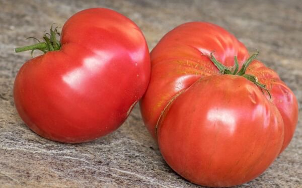 Fresh 50 Seeds Basket Vee Tomato Planting Tomatoes Food Large Garden