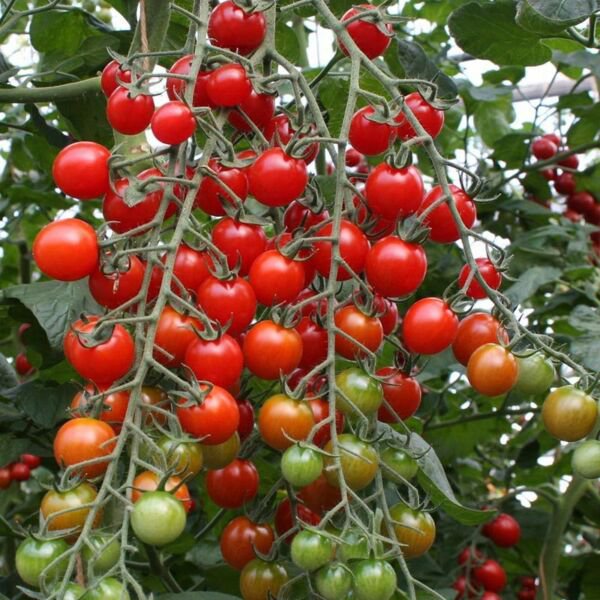Fresh 50 Seeds Bartelly Tomato Planting Tomatoes Garden