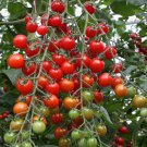 Fresh 50 Seeds Bartelly Tomato Planting Tomatoes Garden