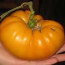 Fresh 50 Seeds Barnes Mountain Yellow Tomato Planting Tomatoes Food Garden