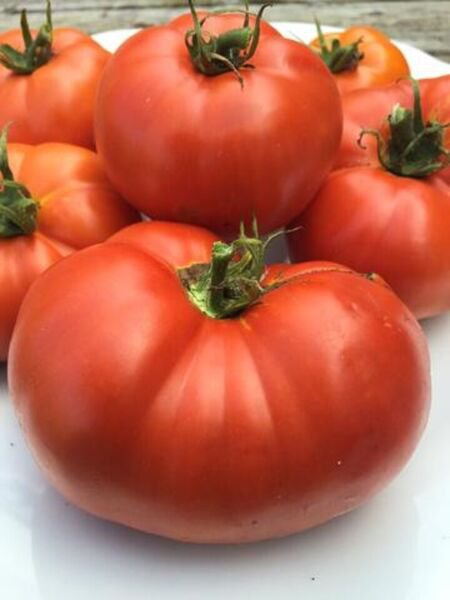 Fresh 50 Seeds Box Car Willie Tomato Planting Tomatoes Boxcar Garden