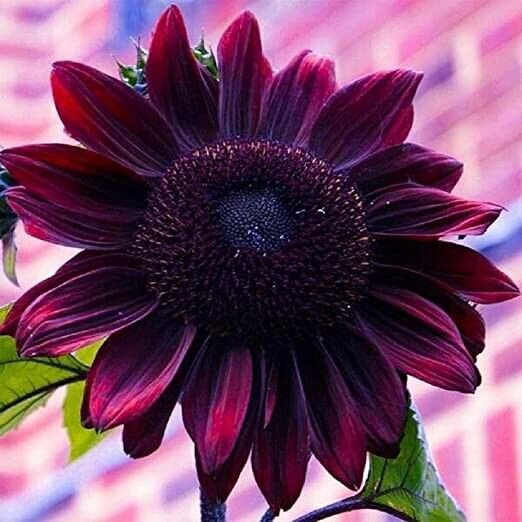 Fresh Purple Chocolate Cherry Sunflower Seeds For Planting - 25 Non-Gmo Heirloom Seeds Garden