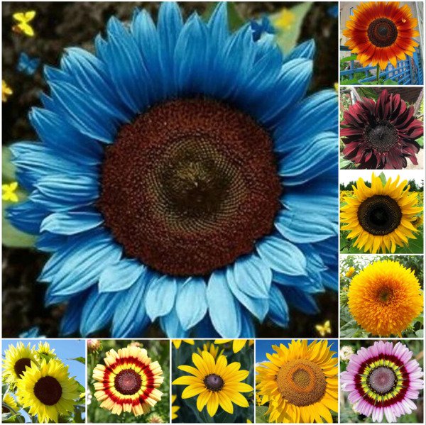 Fresh 50Pcs/Pack 10 Species Mix Variety Pack Sunflower Seeds Unique And Varied Garden