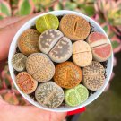 Fresh 100Pcs Mixed Succulent Plant Seeds Living Stones Lithops Seeds. Garden