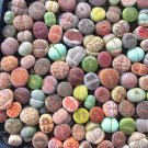 Fresh Mixed Succulent Plant Seeds Living Stones Lithops Seeds. 100Pcs/Pack Garden