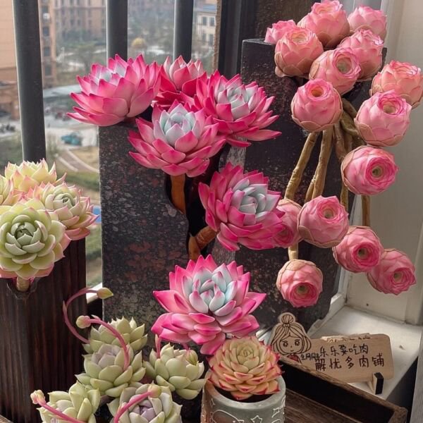 Fresh 100Pcs Mixed Colorful Succulents Witchford Lithops Seeds Plant Garden