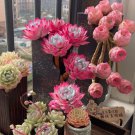 Fresh 100Pcs Mixed Colorful Succulents Witchford Lithops Seeds Plant Garden