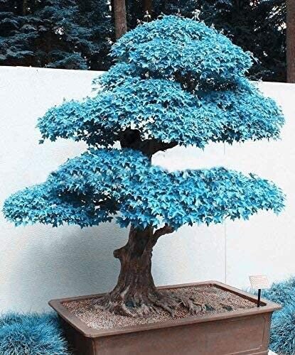 Fresh Blue Japanese Maple Acer (Palmatum Atropurpureum) 20 Tree Seeds Bonsai Garden