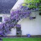 Fresh 10 Japanese Wisteria Floribunda Flower Purple Ornamental Vine Climber Seeds Garden