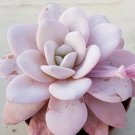 Fresh Rare Succulent Echeveria Laui Seeds Pink 100Pcs/Pack Seeds Garden