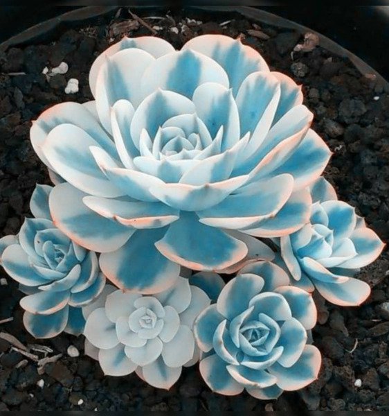 Fresh Blue White Succulents Witchford Lithops Seeds Cact Seeds 100Pcs/Pack Garden