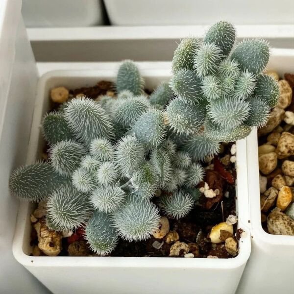Fresh Sedum Mocinianum 100Pcs/Pack Seeds Fuzzy Leaves Succulent Seeds Garden