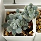 Fresh Sedum Mocinianum 100Pcs/Pack Seeds Fuzzy Leaves Succulent Seeds Garden