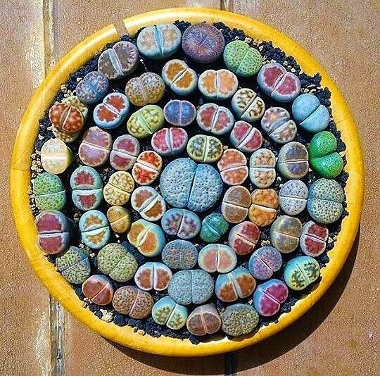 Fresh Mixed Lithops Succulent Seeds Lithops Pseudotruncatella 100 Pcs/Pack Garden