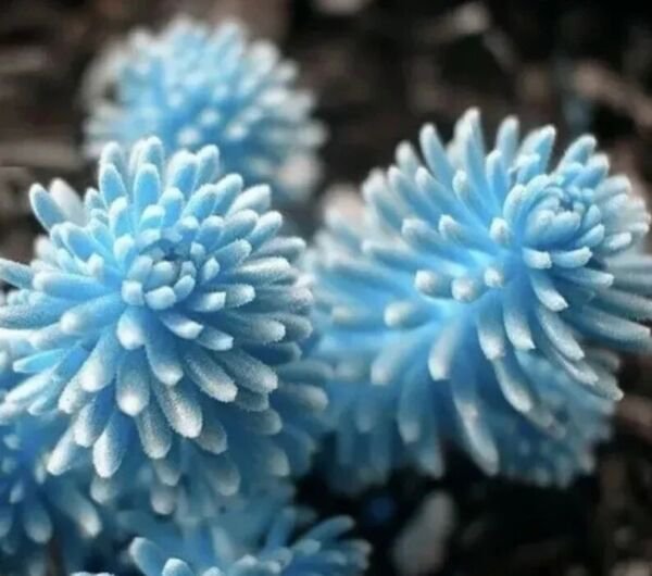 Fresh Rare Succulent Lithop Seeds 100Pcs/Pack Garden