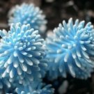 Fresh Rare Succulent Lithop Seeds 100Pcs/Pack Garden