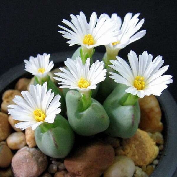 Fresh Mixed White Flower Lithops Seeds Succulent Plants 100Pcs/Pack Garden