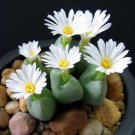 Fresh Mixed White Flower Lithops Seeds Succulent Plants 100Pcs/Pack Garden
