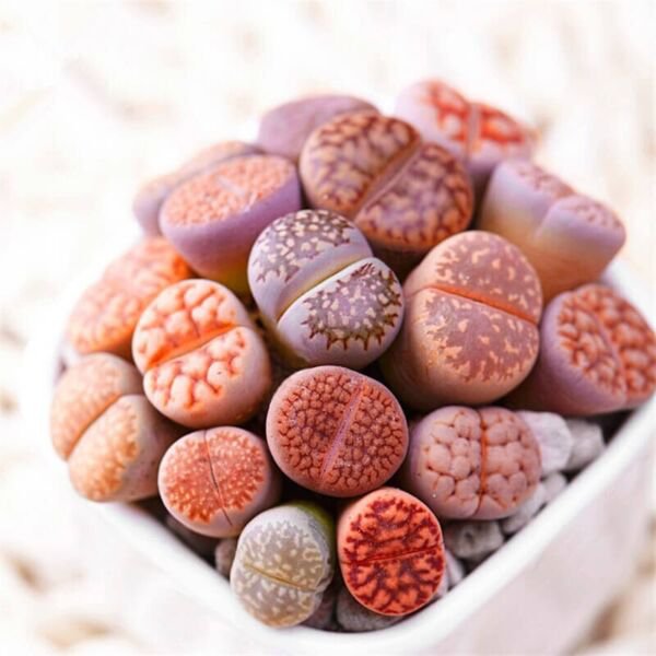 Fresh Mixed Lithops Seeds Lithops Pseudotruncatella Stones Succulent 100 Seeds Garden
