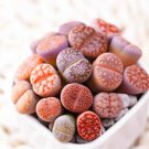 Fresh Mixed Lithops Seeds Lithops Pseudotruncatella Stones Succulent 100 Seeds Garden