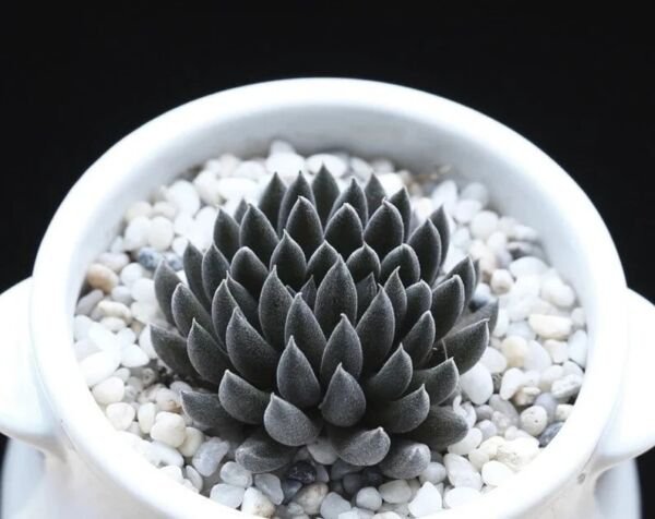 Fresh Rare Succulent Sinocrassula Yunnanenis Seeds 100Pcs/Pack Garden