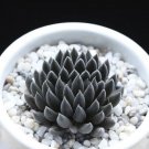 Fresh Rare Succulent Sinocrassula Yunnanenis Seeds 100Pcs/Pack Garden