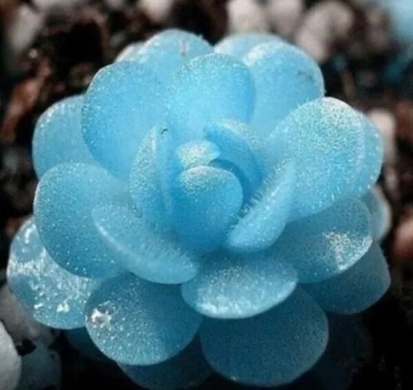 Fresh Blue Flower Succulent Seeds Rare 100Pcs/Pack Garden