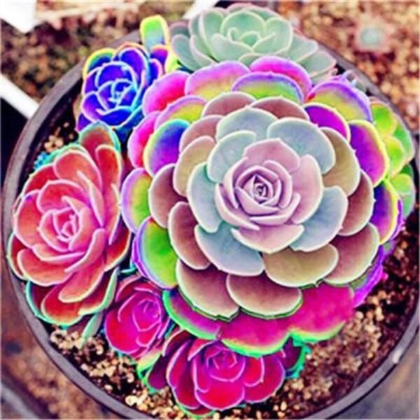 Fresh 100Pcs/Pack Seeds Lot Lithops Succulents Seed Mix Colorful Great For Home Garden