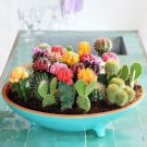 Fresh Mixed Variety Cact Seeds 100Pcs/Pack Garden