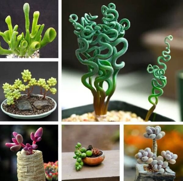 Fresh Mixed Succulent Plant Seeds 100Pcs/Pack Garden