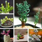 Fresh Mixed Succulent Plant Seeds 100Pcs/Pack Garden
