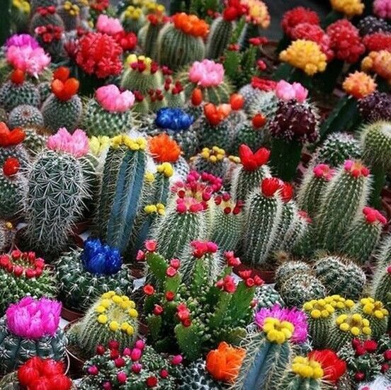 Fresh Mixed Multi- Color Cact Seeds 100Pcs/Pack Garden