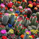 Fresh Mixed Multi- Color Cact Seeds 100Pcs/Pack Garden