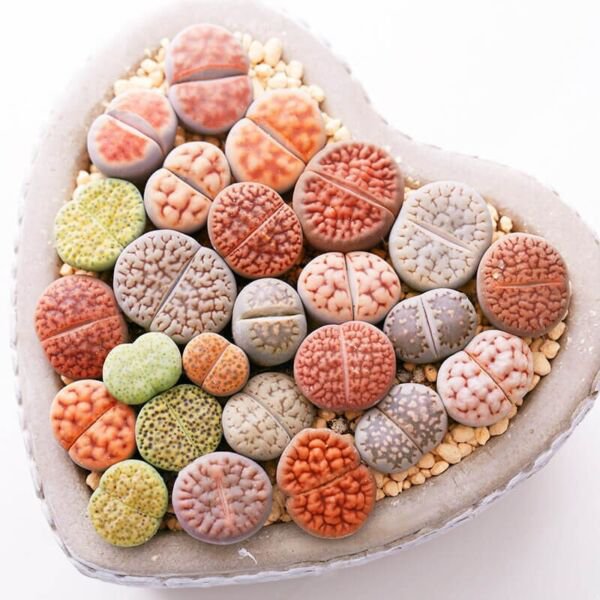 Fresh Mixed Lithops Pseudotruncatella Seeds Living Stones Succulent Seeds 100Pcs Garden
