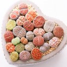 Fresh Mixed Lithops Pseudotruncatella Seeds Living Stones Succulent Seeds 100Pcs Garden