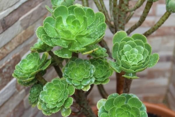 Fresh Aeonium Seed Mix 100 Seeds Aeonium Collection Succulent Seeds Garden