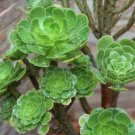 Fresh Aeonium Seed Mix 100 Seeds Aeonium Collection Succulent Seeds Garden