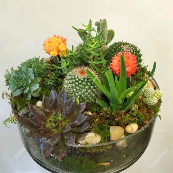 Fresh Mixed Rare Stone Cact Seeds Succulent Seeds 100Pcs/Pack Garden