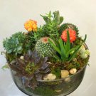 Fresh Mixed Rare Stone Cact Seeds Succulent Seeds 100Pcs/Pack Garden