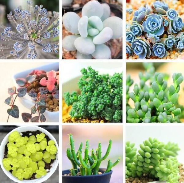 Fresh 24 Varieties Rare Succulents Seeds Lithops Seeds 100Pcs/Pack Garden