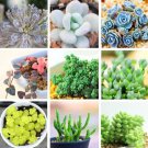 Fresh 24 Varieties Rare Succulents Seeds Lithops Seeds 100Pcs/Pack Garden