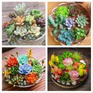 Fresh 100Pcs Mix Rare Succulent Seeds For Planting Diy Bonsai Ornamental Plant Garden