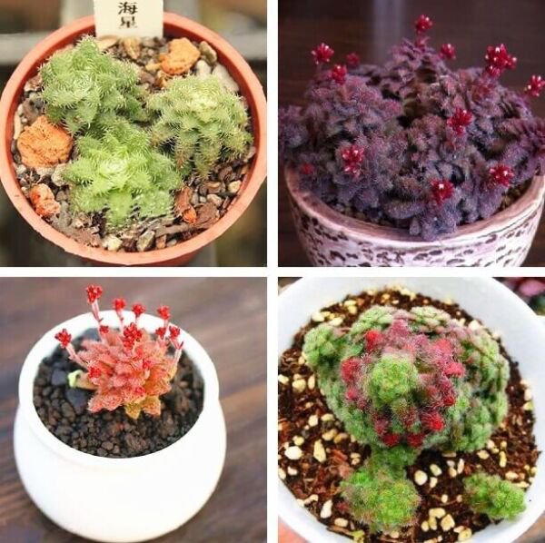 Fresh Rare Mixed Crassula Seeds 100Pcs/Pack Garden